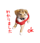ごきげんモモさん（個別スタンプ：38）