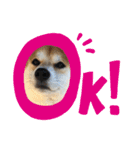 柴犬オルチャンスタンプ3（個別スタンプ：1）