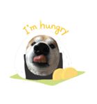 柴犬オルチャンスタンプ3（個別スタンプ：8）