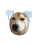 柴犬オルチャンスタンプ3（個別スタンプ：9）