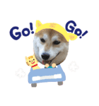柴犬オルチャンスタンプ3（個別スタンプ：10）