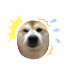 柴犬オルチャンスタンプ3（個別スタンプ：11）
