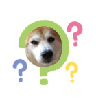 柴犬オルチャンスタンプ3（個別スタンプ：12）