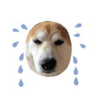 柴犬オルチャンスタンプ3（個別スタンプ：13）