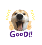 柴犬オルチャンスタンプ3（個別スタンプ：14）