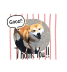 柴犬オルチャンスタンプ3（個別スタンプ：15）