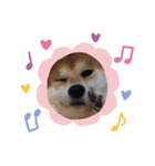 柴犬オルチャンスタンプ3（個別スタンプ：16）