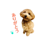 モモタローの会話（個別スタンプ：3）