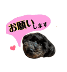 モモタローの会話（個別スタンプ：6）