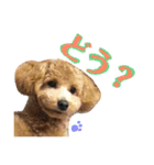 モモタローの会話（個別スタンプ：11）