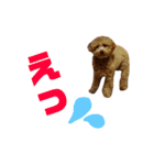 モモタローの会話（個別スタンプ：13）