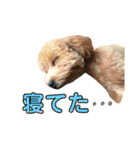 モモタローの会話（個別スタンプ：21）