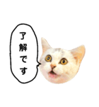 仔猫のキキその2（個別スタンプ：2）
