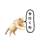 仔猫のキキその2（個別スタンプ：3）