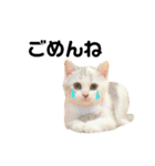 仔猫のキキその2（個別スタンプ：4）