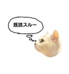 仔猫のキキその2（個別スタンプ：7）