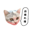 仔猫のキキその2（個別スタンプ：9）