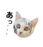 仔猫のキキその2（個別スタンプ：10）