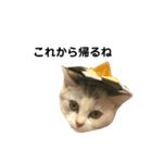 仔猫のキキその2（個別スタンプ：11）