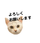 仔猫のキキその2（個別スタンプ：12）