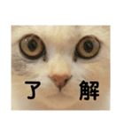 仔猫のキキその2（個別スタンプ：13）