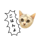 仔猫のキキその2（個別スタンプ：14）