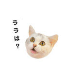 仔猫のキキその2（個別スタンプ：15）