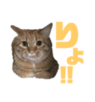 涼香の日記vol.1（個別スタンプ：5）