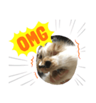 保護猫ほーさんの日常（個別スタンプ：1）