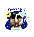 保護猫ほーさんの日常（個別スタンプ：2）