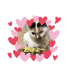 保護猫ほーさんの日常（個別スタンプ：3）