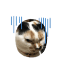 保護猫ほーさんの日常（個別スタンプ：4）