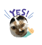 保護猫ほーさんの日常（個別スタンプ：6）