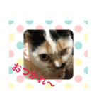 保護猫ほーさんの日常（個別スタンプ：7）