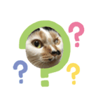 保護猫ほーさんの日常（個別スタンプ：8）