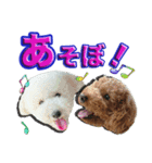 僕は、トイ プードル。アルルです。（個別スタンプ：2）