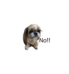シーズー犬チョコ（個別スタンプ：2）
