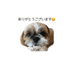 シーズー犬チョコ（個別スタンプ：3）