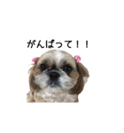 シーズー犬チョコ（個別スタンプ：4）