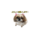 シーズー犬チョコ（個別スタンプ：6）