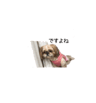 シーズー犬チョコ（個別スタンプ：7）