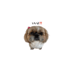 シーズー犬チョコ（個別スタンプ：9）