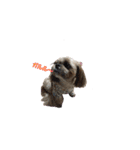 シーズー犬チョコ（個別スタンプ：10）