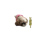 シーズー犬チョコ（個別スタンプ：11）