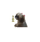 シーズー犬チョコ（個別スタンプ：12）