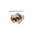 シーズー犬チョコ（個別スタンプ：13）
