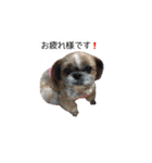 シーズー犬チョコ（個別スタンプ：14）