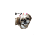 シーズー犬チョコ（個別スタンプ：17）