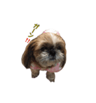シーズー犬チョコ（個別スタンプ：18）