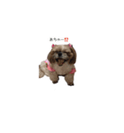 シーズー犬チョコ（個別スタンプ：20）